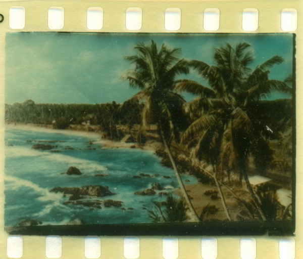 Vegetaţie tropicală în Ceylon