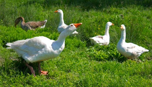Gâştele (fabulă) Gâştele (fabulă)